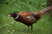 Common Pheasant Moving Quickly Through The Grass