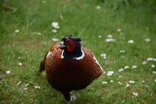 Gorgeous Close Up Look Into The Face Of A Pheasant
