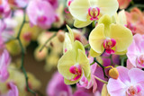 colorful orchid flower garden - orchid flowers