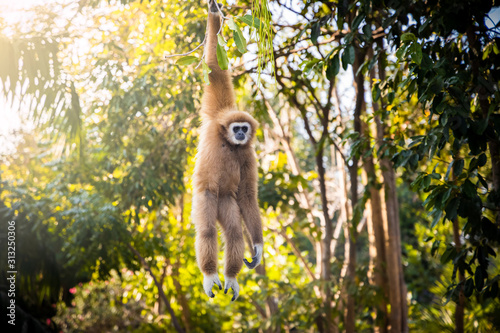 Fotomural Adult white-handed gibbon hanging on a tree in forest park.