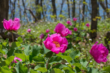 blooming wild peonies (paeonia daurica) in the spring forest in the crimean mountains