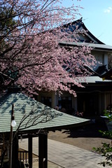 Wall Mural - 春の東京上野の五條天神社の桜風景