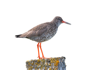 Wall Mural - Common redshank, tringa totanus, standing on a moss covered pole isolated on white white background. Shorebird in nature of Iceland, Europe, from side view cut out on blank.