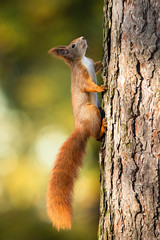 Wall Mural - red squirrel, sciurus vulgaris, climbing up a pine tree in forest with sunlight and green blurred ba