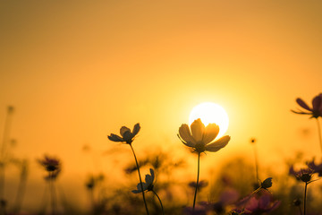Wall Mural - Beautiful cosmos flowers blooming in garden with sunset light