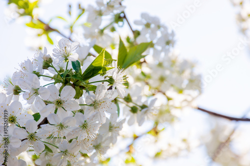 Plakat kwiat jabłoni   bialy-kwiat-jabloni-male-kwitnienie-na-galazkach-w-sloncu-sezon-wiosenny-w