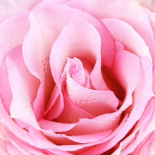 Closeup Of Pink Rose Flower