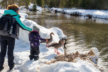 Mother takes care of 3-years old child approaching greylag geese standing at the water's edge of the Alm river near Grünau im Almtal, OÖ, Austria