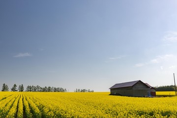 北海道滝川市の美しい菜の花畑