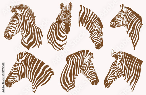 Fotografía Graphical vintage set of zebra portraits , vector illustration, elements for des