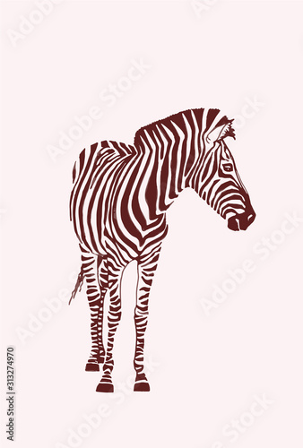 Cuadros en Lienzo Graphical vintage sketch of zebra , vector illustration, element for design