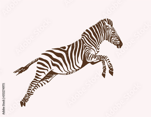Fotografía Graphical vintage sketch of zebra , vector illustration, element for design