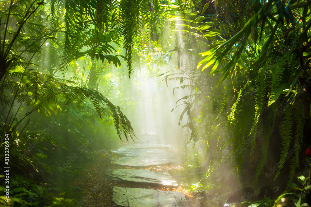 The fog in the rain forest and sun ray. - obrazy, fototapety, plakaty 