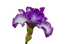 Purple And White Veined Bearded Iris Isolated On A White Background