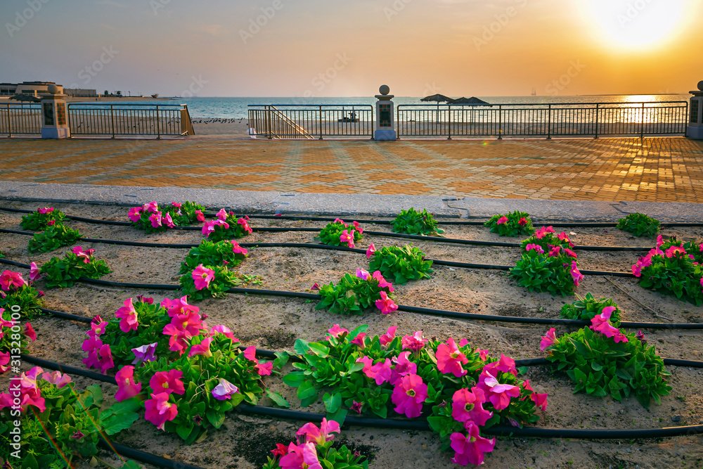 Beautiful Flowers in Fanateer beach with sunrise background. Al Jubail ...