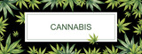 Fototapeta Kwiaty - Watercolor illustration. Banner of green leaves of cannabis on a black background. In the center is a place for your text.