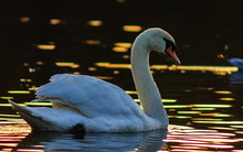 Swan On The Lake At Sunset