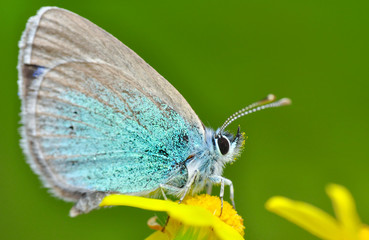 Closeup beautiful butterfly sitting on the flower.