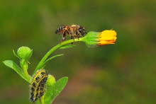 Image Of Bee Or Honeybee On Yellow Flower Collects Nectar. Golden Honeybee On Flower Pollen With Space Blur Background For Text. 