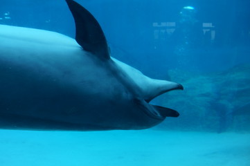 Wall Mural - Dolphins swimming in aquarium pool