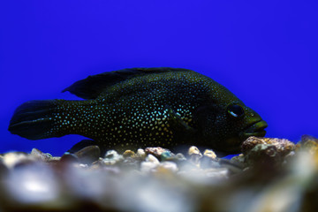 Wall Mural - Paratilapia polleni ( Tilapia stellate) swims in an aquarium on a blue background.