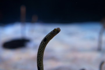 Poster - Spotted garden eel in the aquarium