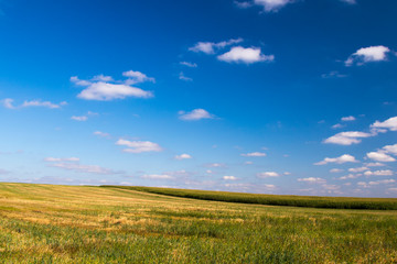 Wall Mural - Summer field with grass, nature background