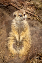 Young Meerkat Relaxing In The Sun  On A Warm Spring Afternoon