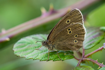 Ringlet butterfly on a bramble leaf.