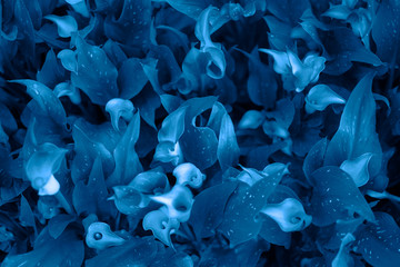 Wall Mural - trend color 2020 classic blue, top view, layout for design. beautiful natural background with exotic