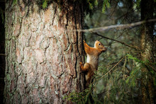 Red Squirrel (Sciurus Vulgaris) On The Tree In The Forest