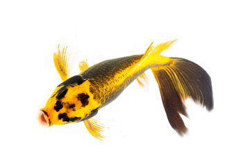 Wall Mural - Golden koi fish isolated on white background