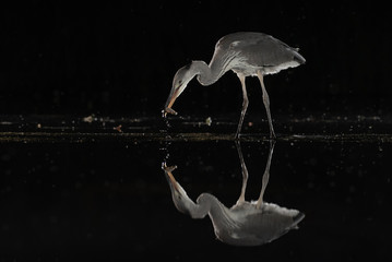 Poster - A grey heron fishing at night. The water is still and the bird is reflected in it. It has caught a fish in its beak