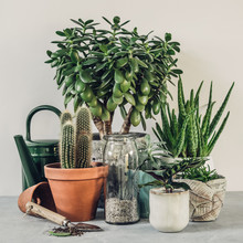 Collection Of Various Cactus And Succulent Plants In Different Pots.