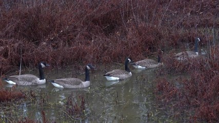 Wall Mural - Geese On River