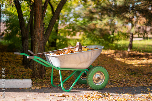 Fotomural A metal wheelbarrow for a gardener who collects fallen yellow leaves into it in