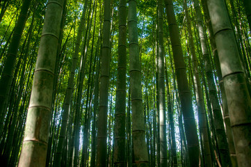 Wall Mural - Green Japanese bamboo forest