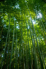 Wall Mural - Green Japanese bamboo forest