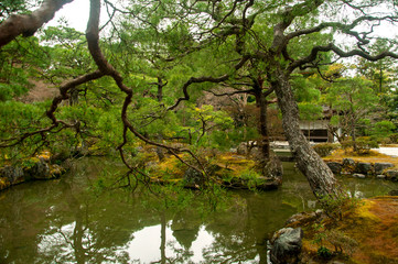 Wall Mural - Japanese trees/garden