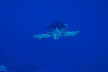  Bonaire Green Turtle