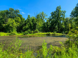 Wall Mural - landscape with pond and trees