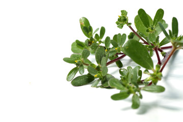 purslane plant or Portulaca, one of herbs that can used fo medical purpose as medicine. Shoot on a white isolated background.