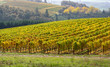 A view over an Oregon vineyard turning gold for fall, with a golden hill and trees in the background.