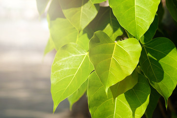 Wall Mural - green leaf pho leaf, (bo leaf, bothi leaf) with sunlight in nature. bo tree representing buddhism in
