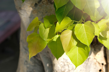 Wall Mural - green leaf pho leaf, (bo leaf, bothi leaf) with sunlight in nature. bo tree representing buddhism in