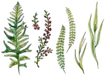 Set Of Hand-drawn Watercolor Sketch Elements Fern, Grass, Blooming Heather Isolated