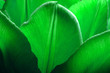 Tulips closeup macro. Petals of smooth green mint color tulips close-up macro background texture.