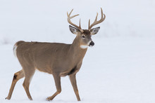 Deer Portrait, White-tailed Deer (Odocoileus Virginianus) Male In Winter