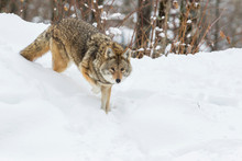 Big Male Coyote (Canis Latrans) In Winter