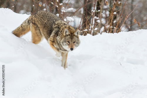 Fotomural Big male coyote (Canis latrans) in winter